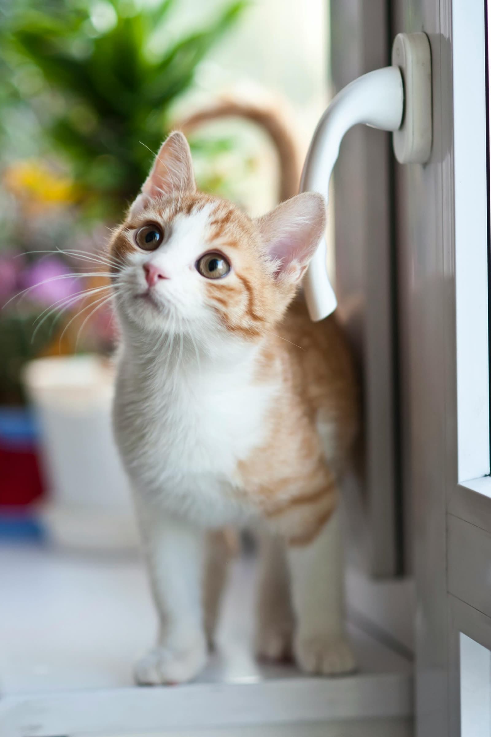 Ginger and white kitten waiting by a door