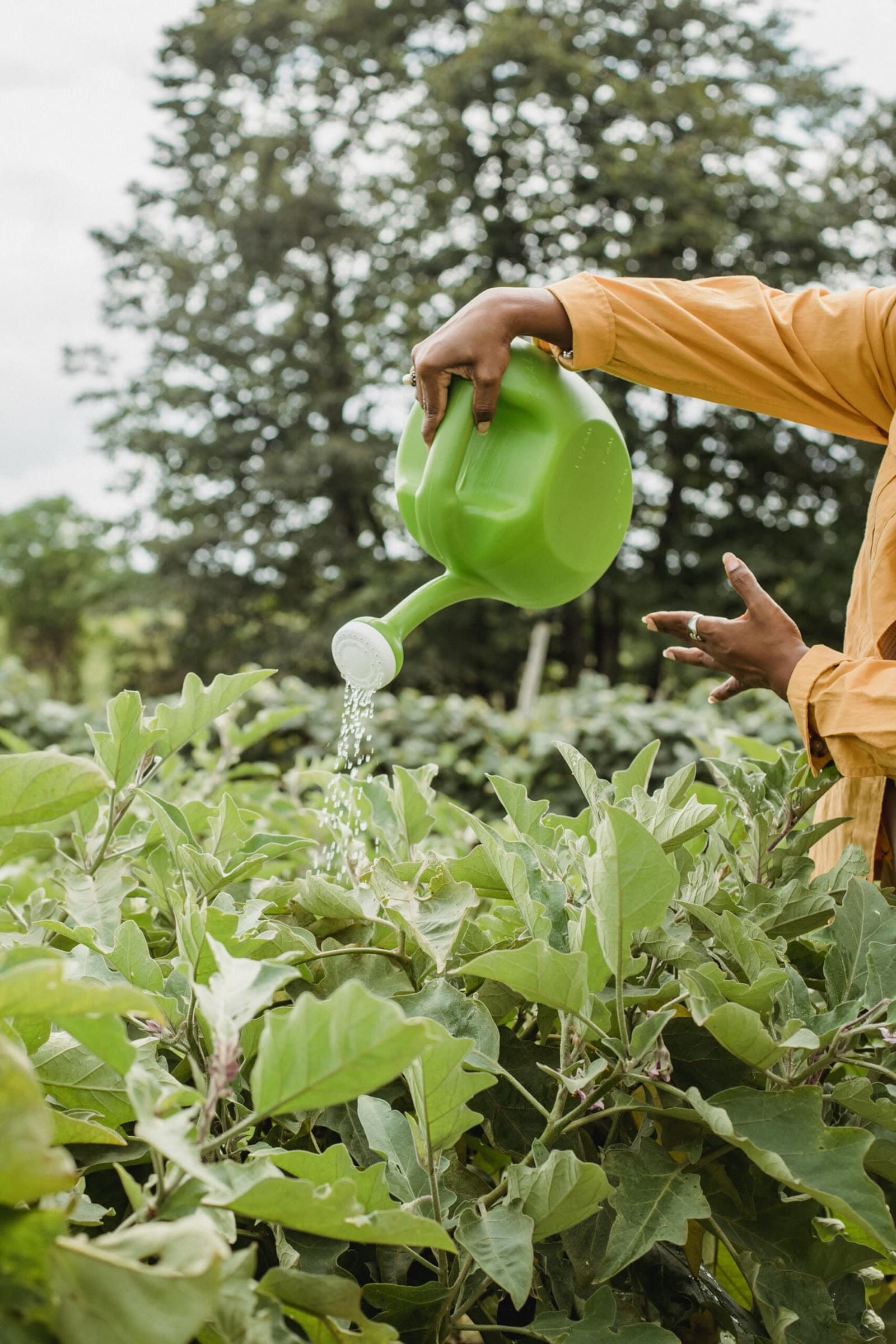 Watering a well-kept garden bed